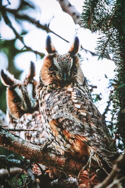 Owl Mobile Photo