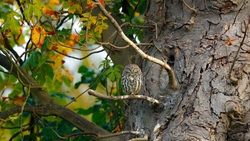 Owl on Big Tree Wallpaper