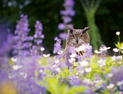 Owl on The Grass in Garden