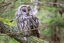 Owl on Tree Branch Pics