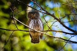 Owl Perched on Tree Branch 4K