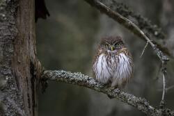Owl Perched On Tree Branch