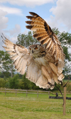 Owl Ready For Hunting