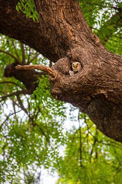 Owl Sitting in Tree