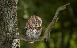 Owl Sitting On Branch Of Tree