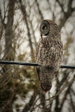 Owl Sitting on Rope Mobile Photo