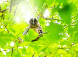 Owl Sitting on Tree 4K Photo