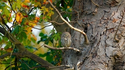 Owl Sitting on Tree Branch HD Wallpaper