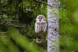 Owl Sitting on Tree Branch