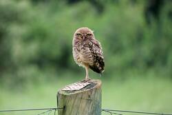 Owl Standing on Single leg 5K Image
