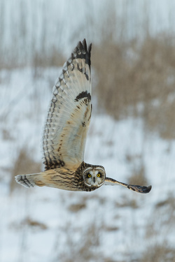 Owl Stop Flying in Air For Photograph