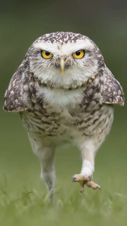 Owl Walking Image