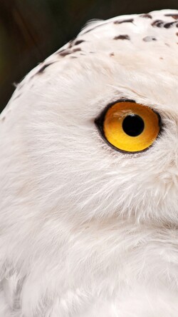 Owl with Yellow Eye Mobile Image
