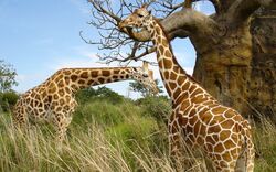 Pair of Giraffe in Jungle