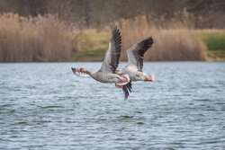 Pair Of Goose Flying Above Lake 4K Photo