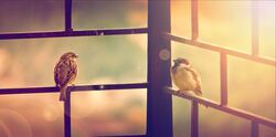 Pair Of Sparrow In Cage