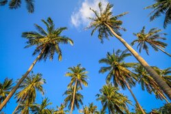 Palm Tree View