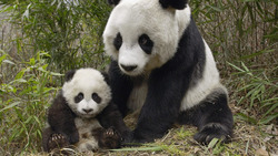 Panda And Her Baby