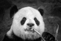 Panda Eating Grass Black and White Photo