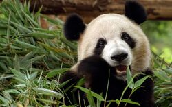 Panda Eating Grass