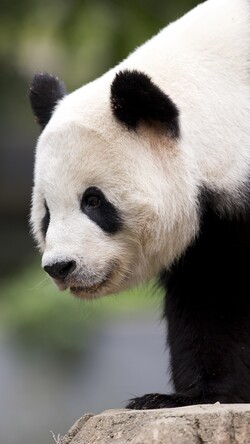 Panda Mobile Pic