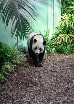 Panda on Zoo Ground