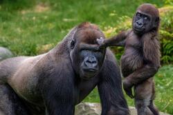 Parent Gorilla With Baby Gorilla