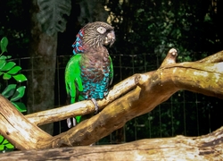 Paroot Sitting on Tree Branch