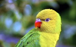 Parrot Baby Closeup Pic