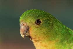 Parrot Beak and Head Closeup Pics
