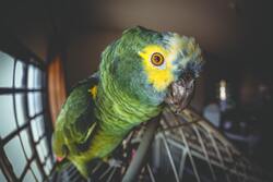 Parrot Bird Close Up 4K Photo