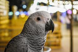 Parrot Bird Close Up 5K Photo