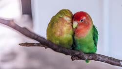Parrot Couples 4K Image