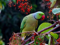 Parrot Eating on Branch