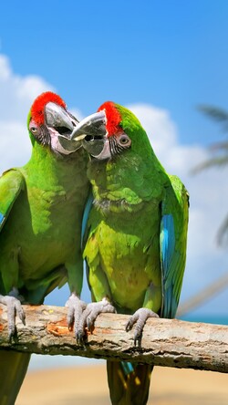 Parrot Exotic Bird Green