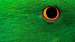 Parrot Eye Closeup Photo