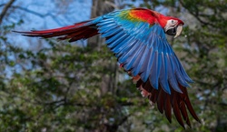 Parrot Flight Wings