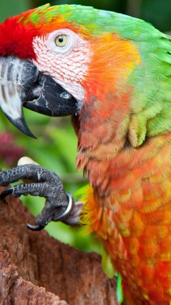 Parrot in Blue Red Green And Orange Colour