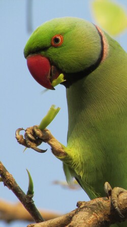 Parrot in United States