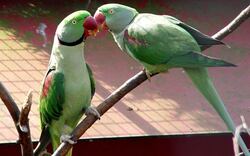 Parrot Love Image