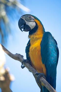 Parrot Mobile Photo