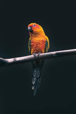 Parrot Mobile Wallpaper