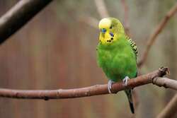 Parrot On Tree Branch