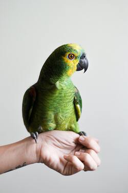 Parrot Setting on a Hand