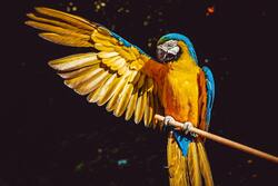 Parrot Wallpaper Download