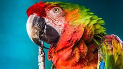 Parrot With Big Beak 4K Wallpaper