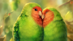 Parrots Bird Couple HD Photo