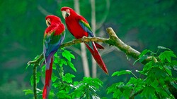 Parrots Couple Seating on Tree Branch