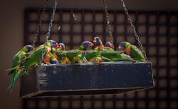 Parrots Eating Pics