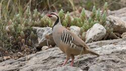 Partridge Bird 8K Wallpaper
